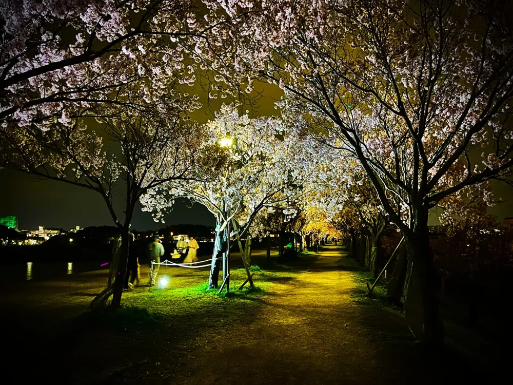桜まつり春ライトアップ