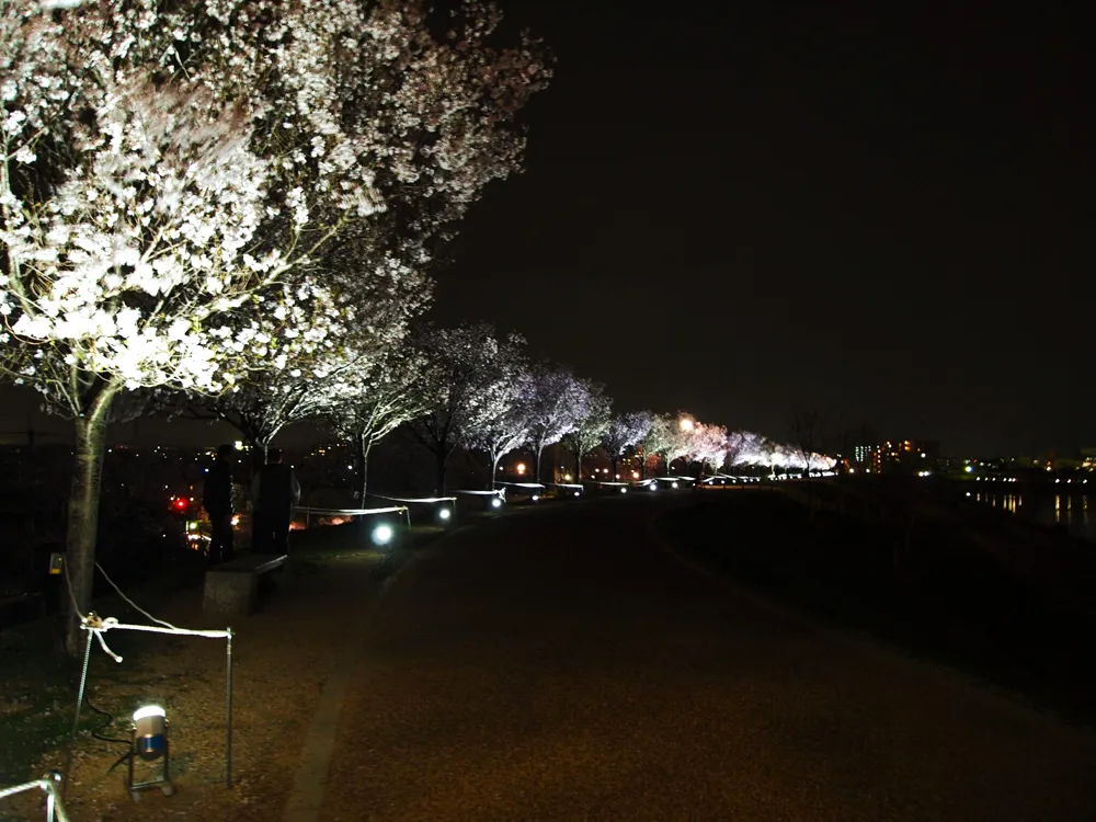 桜まつり春ライトアップ