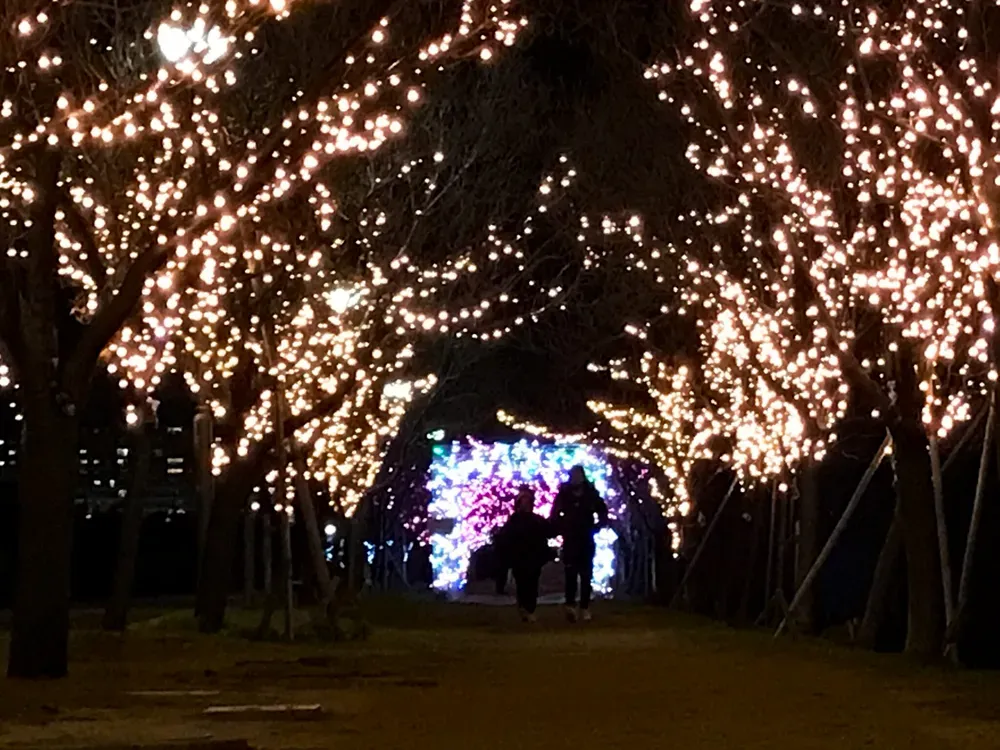 桜まつり冬ライトアップ