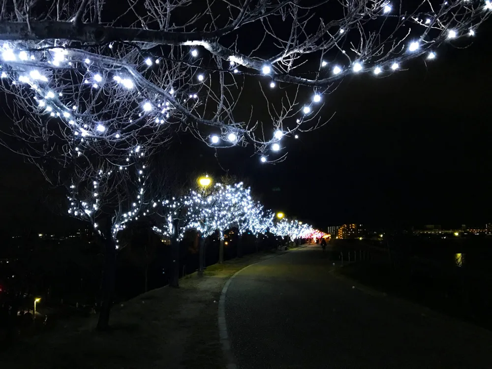 桜まつり冬ライトアップ